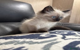 Ragdoll cats for sale: 2 stunning seal point ragdoll boys  - Image 16