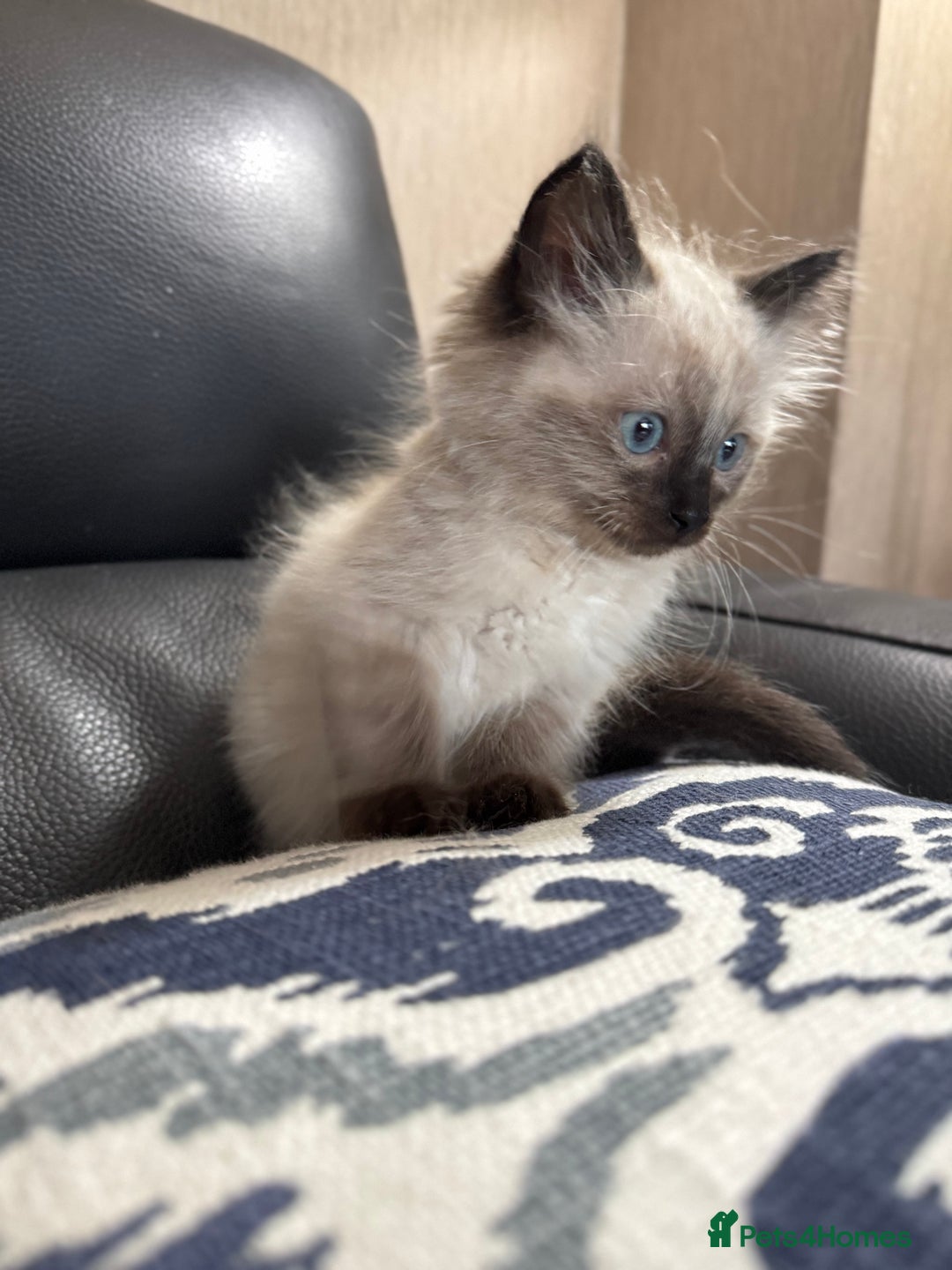 Ragdoll cats for sale: 2 stunning seal point ragdoll boys  - Image 16