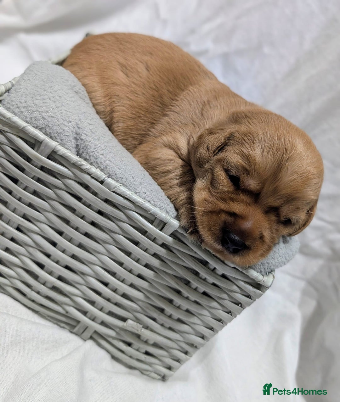 Cockerdor dogs for sale: YorkieCockerDor pups looking for forever homes  - Image 5