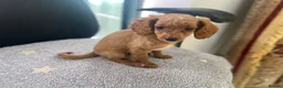 Cockapoo dogs for sale: Toy Poodle Cross Puppies, Mum & Dad Seen, London - Advert 20