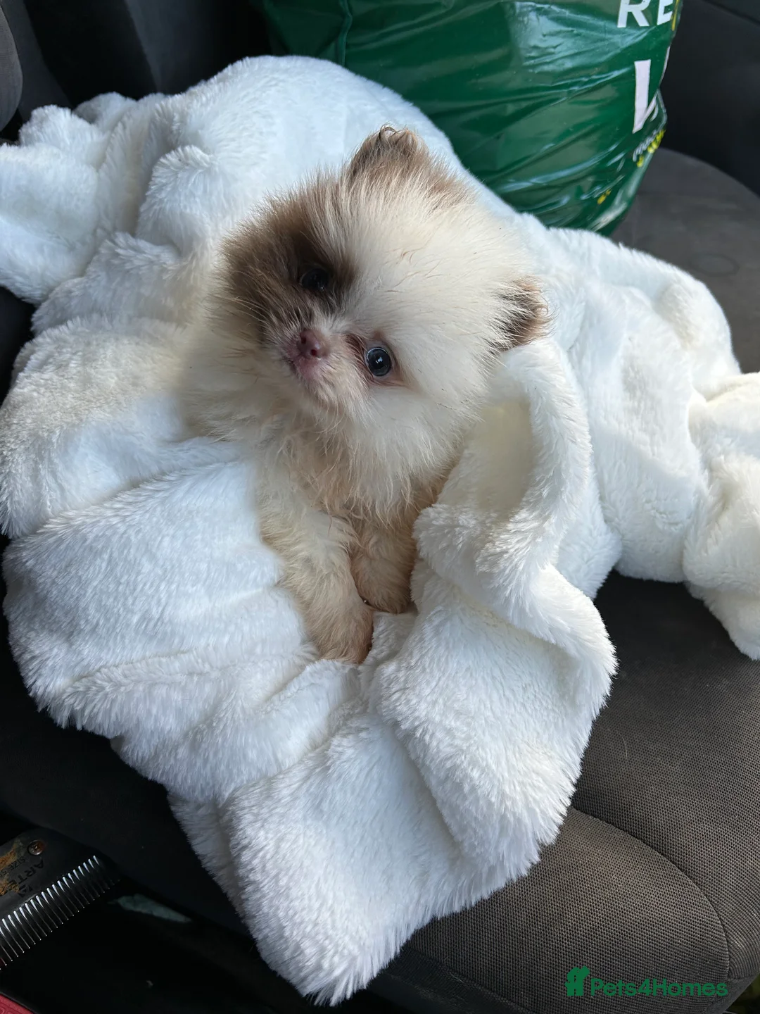 Pomeranian dogs for stud: Biggest Quality Pom StudTeam In uk  in Pontefract - Advert 14