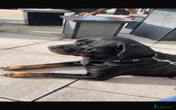 Rottweiler dogs for sale: 8 year old Rottweiler “Ronnie” - Image 3