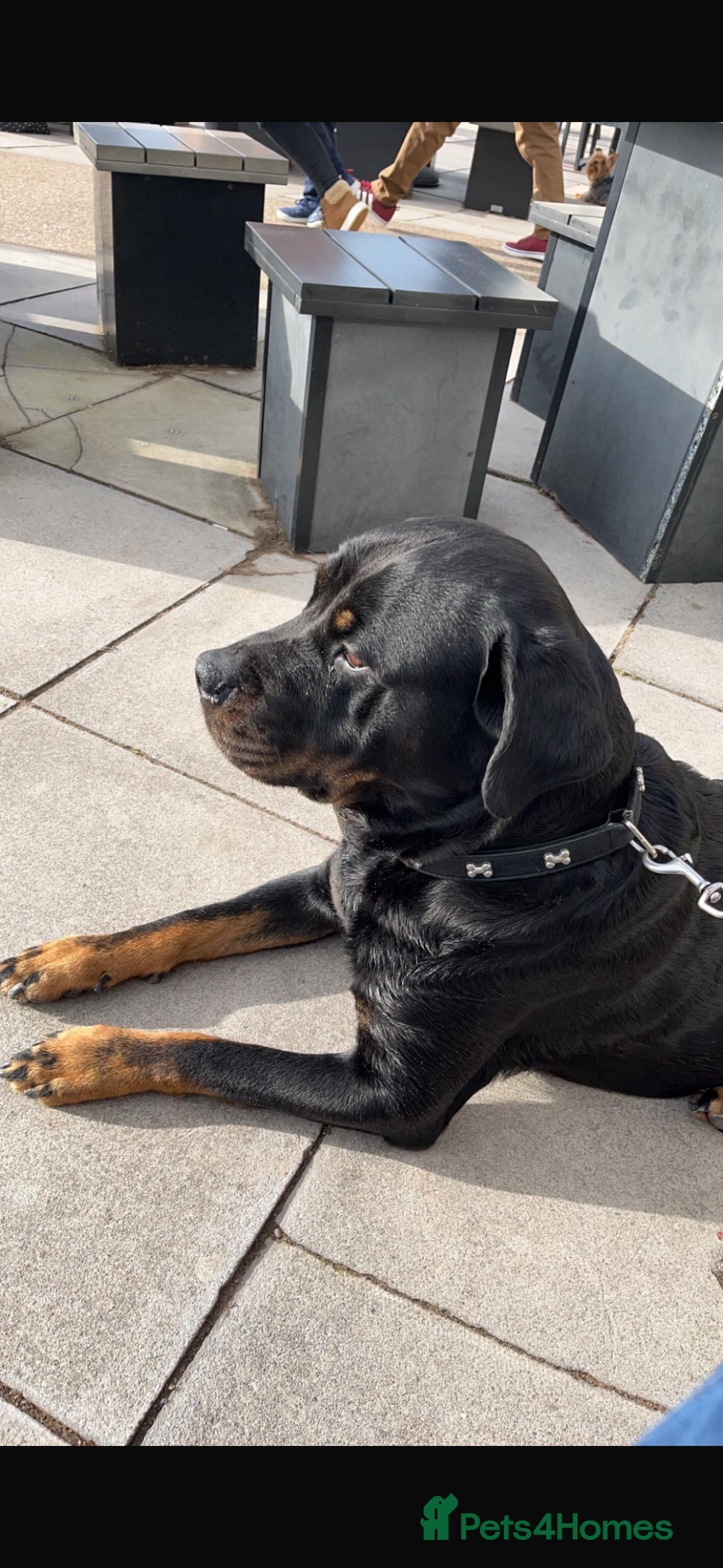 Rottweiler dogs for sale: 8 year old Rottweiler “Ronnie” - Image 3