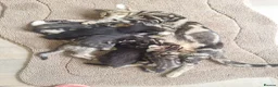 Mixed Breed cats for sale: Kittens fluffy tabby  - Advert 1