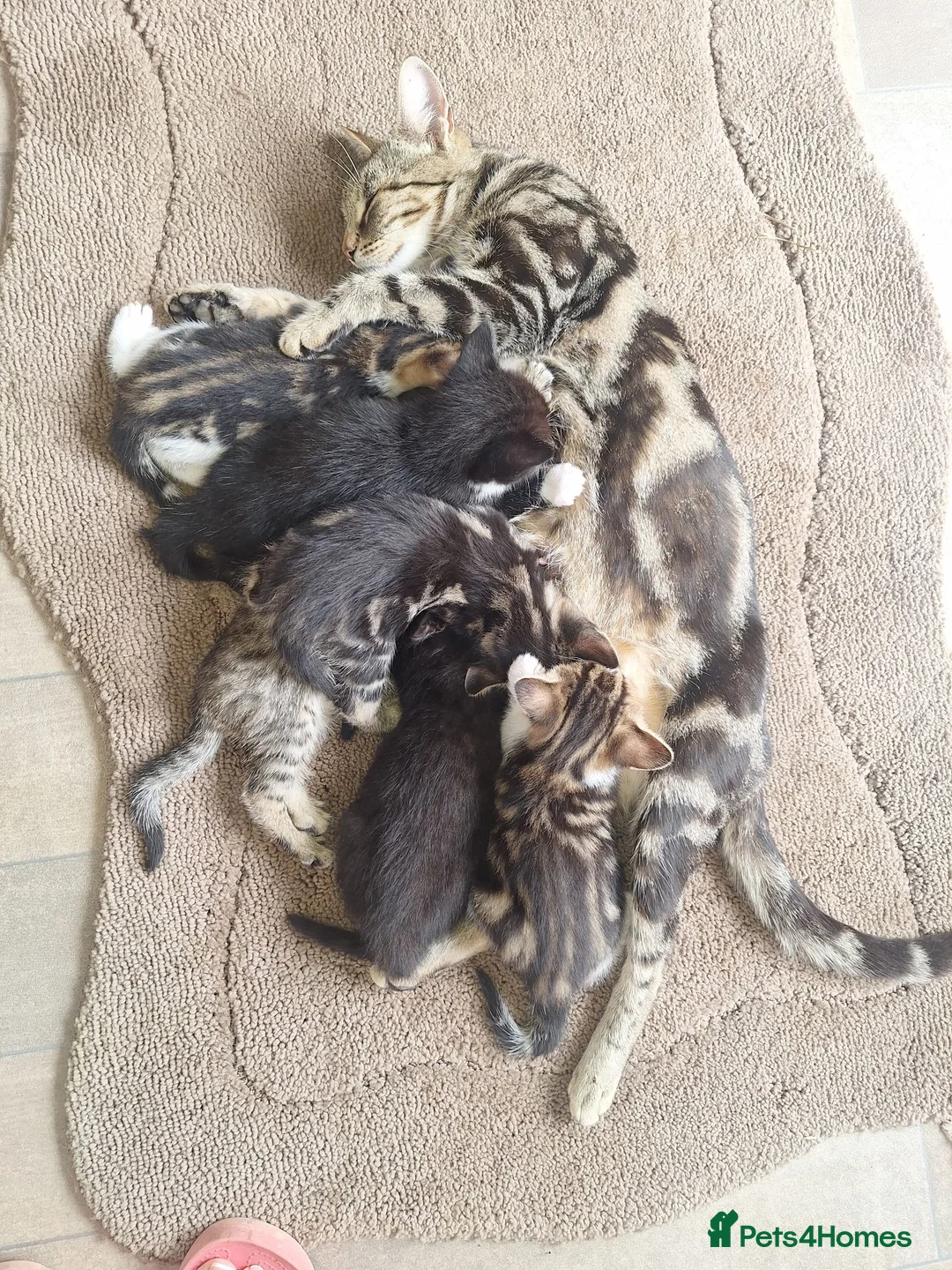 Mixed Breed cats for sale: Kittens fluffy tabby  - Advert 1