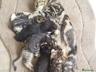 Mixed Breed cats Kittens fluffy tabby - Advert 3