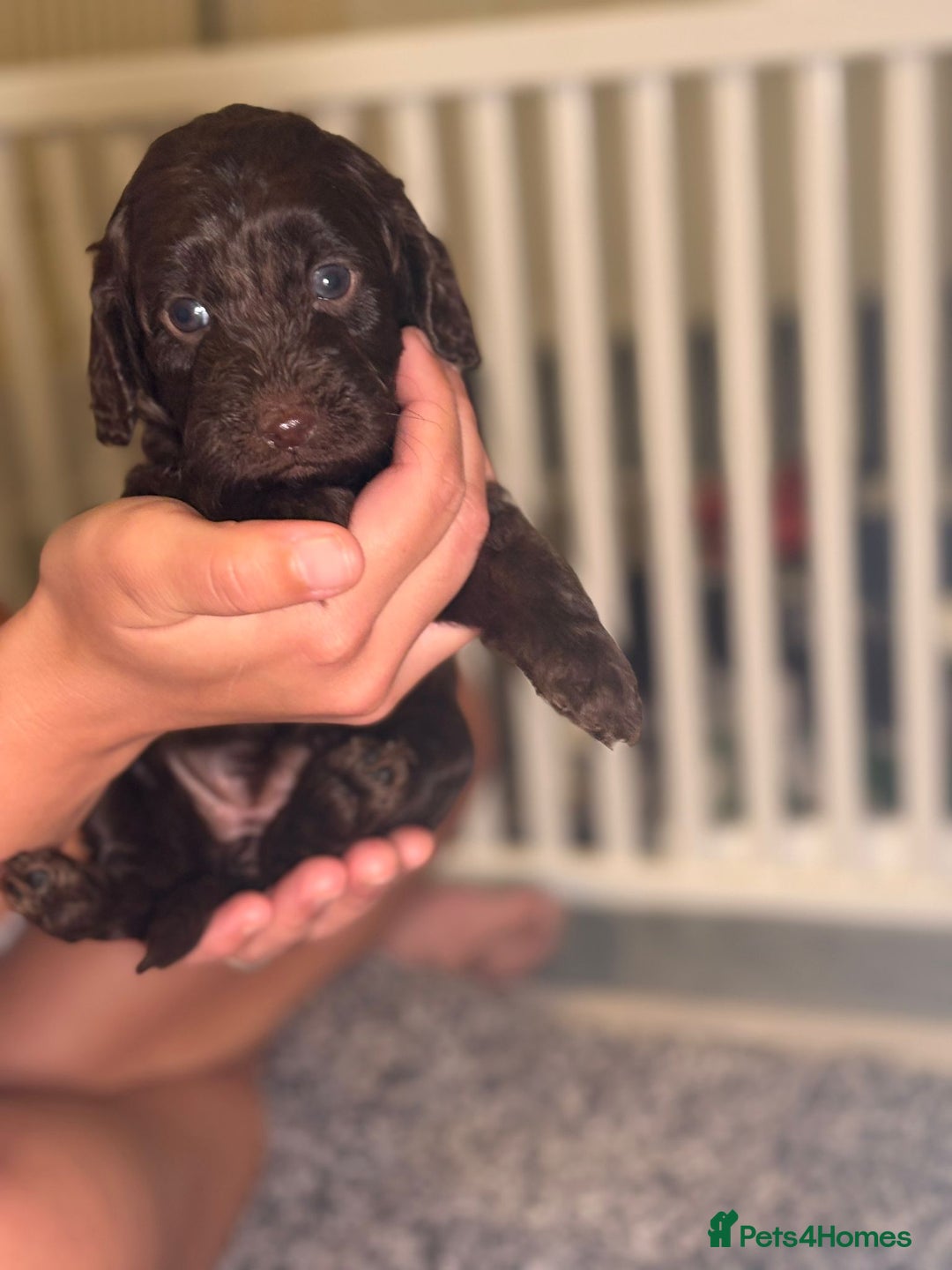Cockapoo dogs for sale: Ready to leave Minature F1 PRA clear cockapoo pups - Image 20