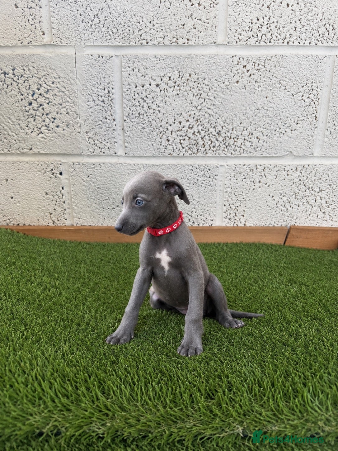 Whippet dogs Whippet puppies - Advert 2