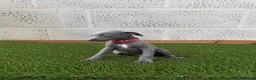 Whippet dogs for sale: Whippet puppies in Wisbech - Advert 2