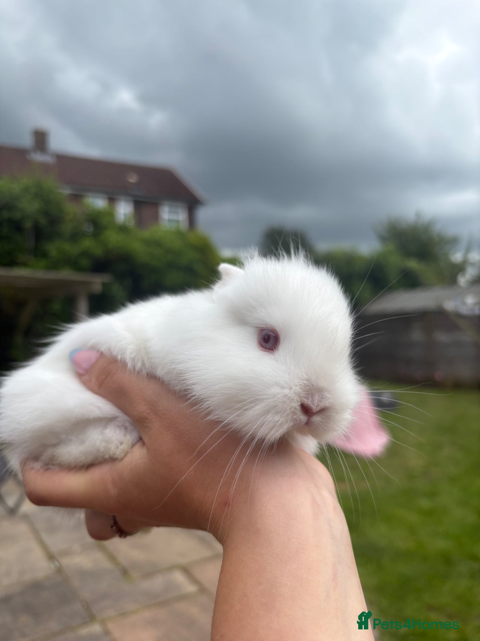 Lionhead rabbits for sale: Dwarf Lionhead Bunnies in Macclesfield - Advert 3
