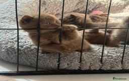 British Shorthair cats for sale: British shorthair kittens  - Image 30