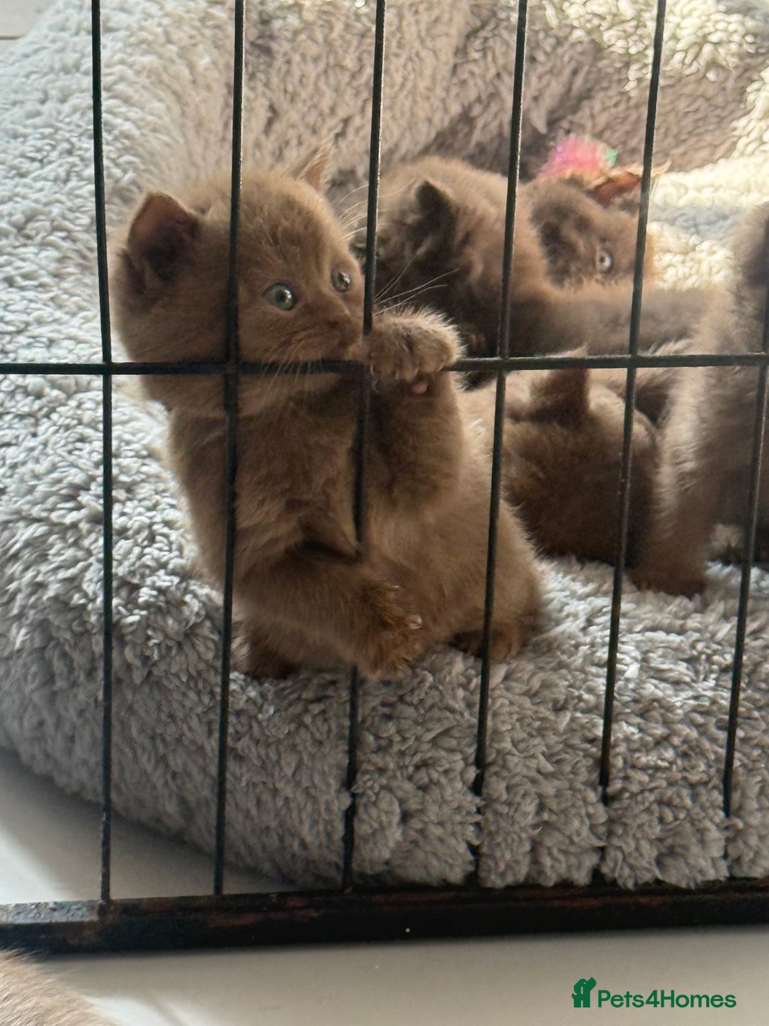 British Shorthair cats for sale: British shorthair kittens  - Image 30