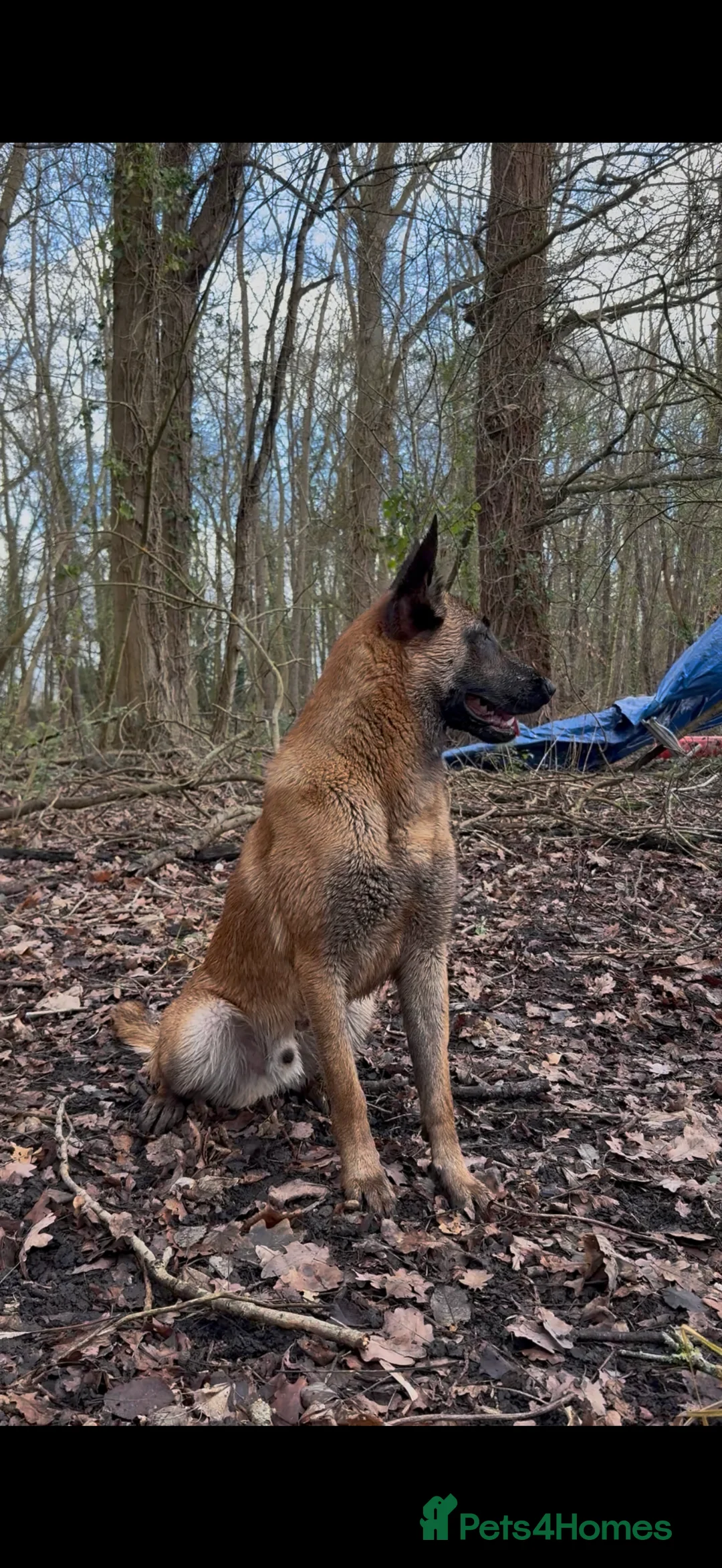 Belgian Shepherd Dog dogs for sale: Rex - 9months Pure Breed  - Advert 2
