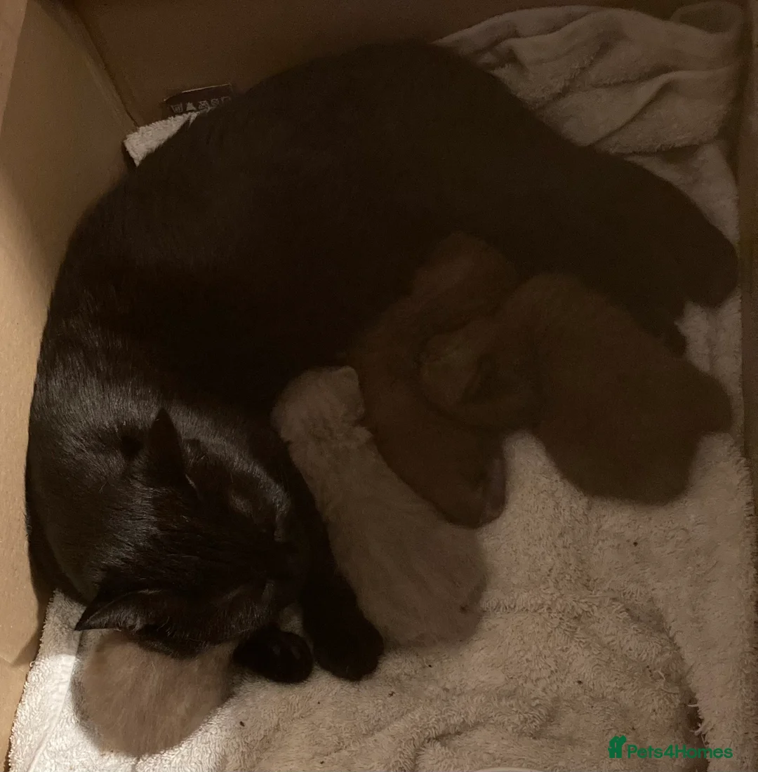 British Shorthair cats for sale: Three stunning female chocolate kittens available  - Advert 14
