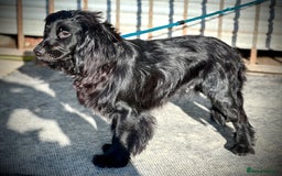 Cocker Spaniel dogs for stud: Excellent Cocker Spaniel proven stud - Image 2