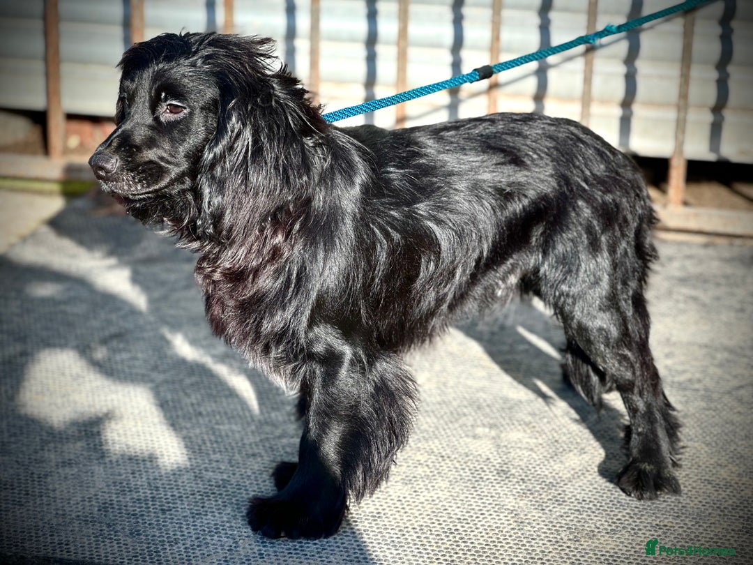 Cocker Spaniel dogs for stud: Excellent Cocker Spaniel proven stud - Image 2