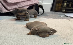 Miniature Dachshund dogs for sale: Miniature dachshund  - Advert 6