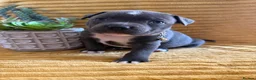 Staffordshire Bull Terrier dogs for sale: KC Blue Staffordshire bull terrier puppies  - Advert 20