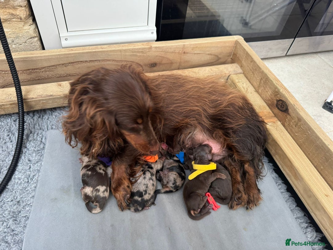 Miniature Dachshund dogs for stud: KC Reg Fully Health Tested clear Silver Dapple  in Southampton - Advert 6