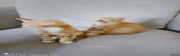 Bengal cats for sale: Bengal Tiger x British short haired  - Advert 15