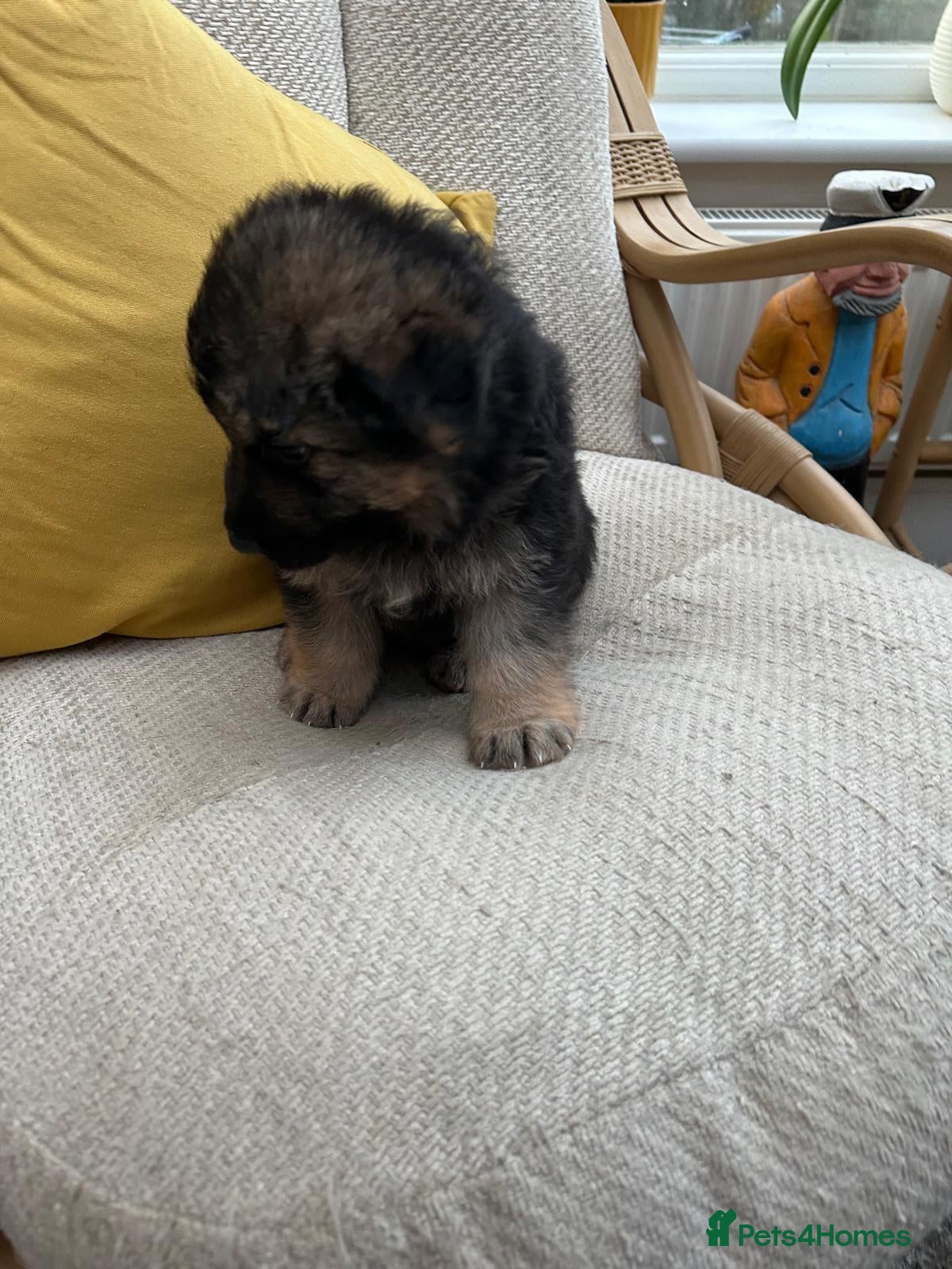 German Shepherd dogs GSD puppies - Advert 9