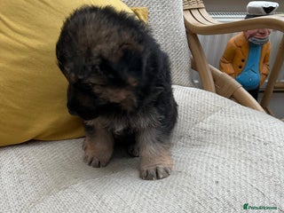 German Shepherd dogs GSD puppies - Advert 7