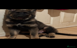 German Shepherd dogs for sale: 2YR old male German Shepherd looking forever home  - Image 3