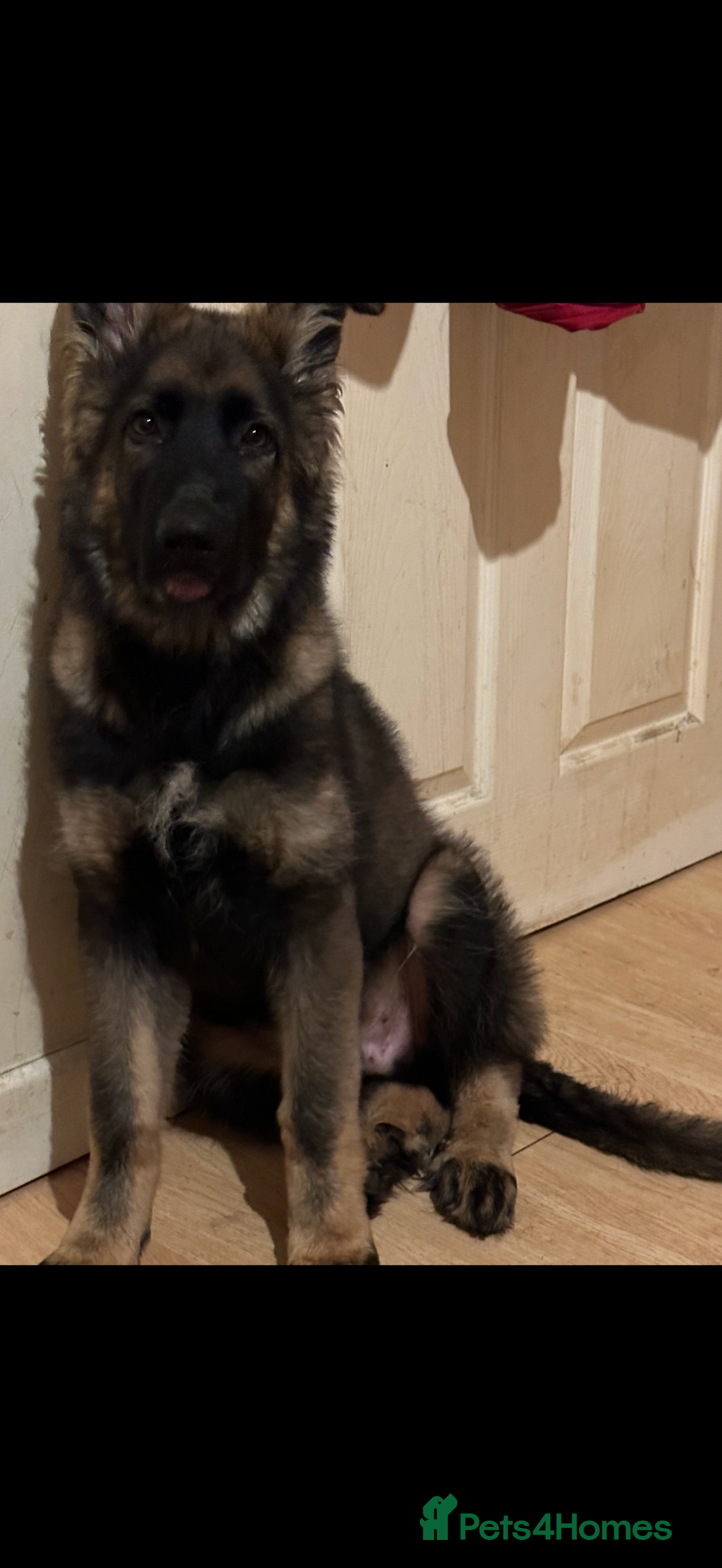 German Shepherd dogs for sale: 2YR old male German Shepherd looking forever home  - Image 3