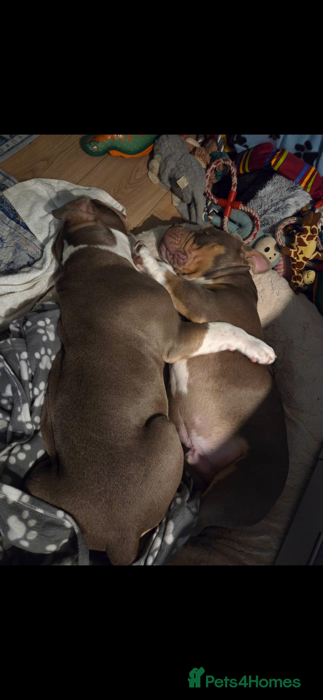 American Bully dogs for sale: Pocket Bully  - Advert 9