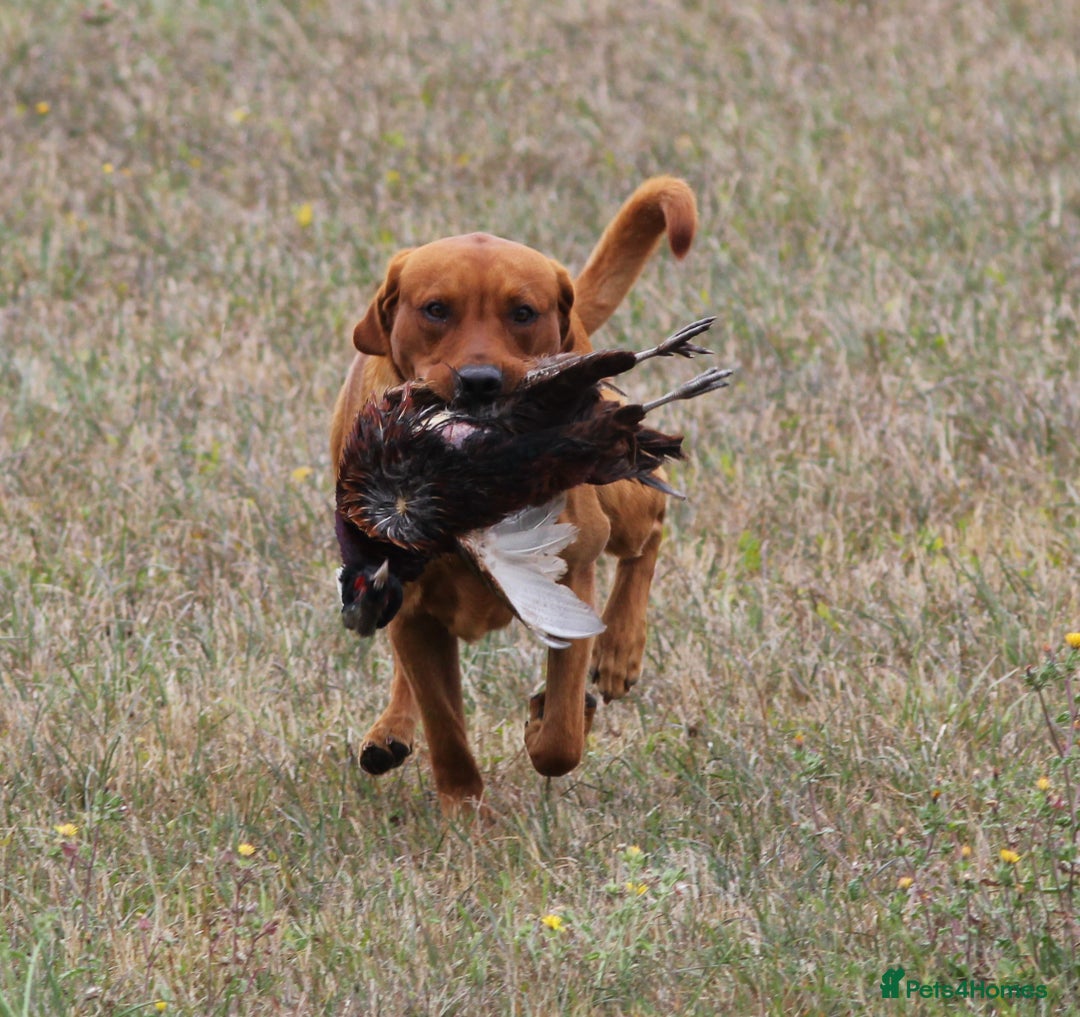 Labrador Retriever dogs for stud: At Stud Autumnsoak Delphinium Bryn Hips 0/0 - Advert 2
