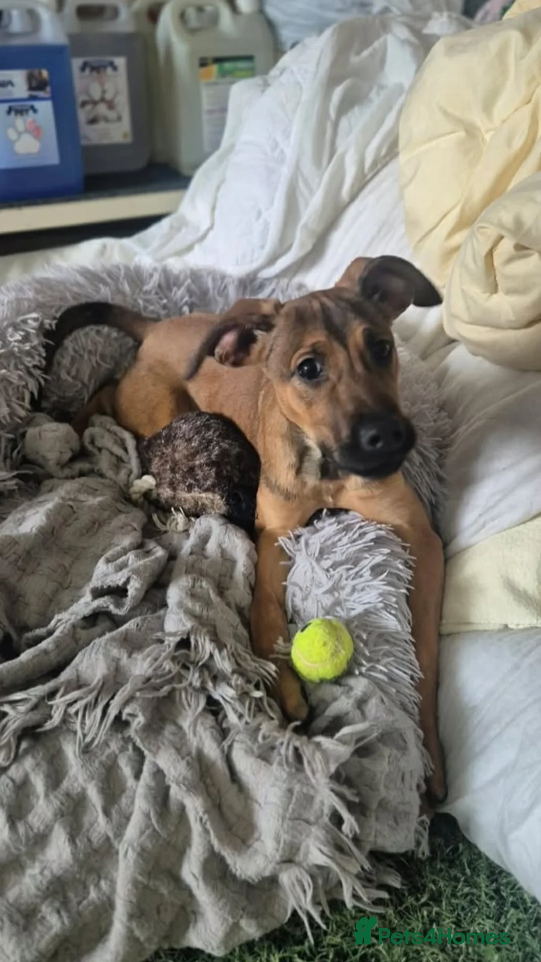 Belgian Shepherd Dog dogs for adoption: UGG - 5 Months female crossbreed - Advert 2