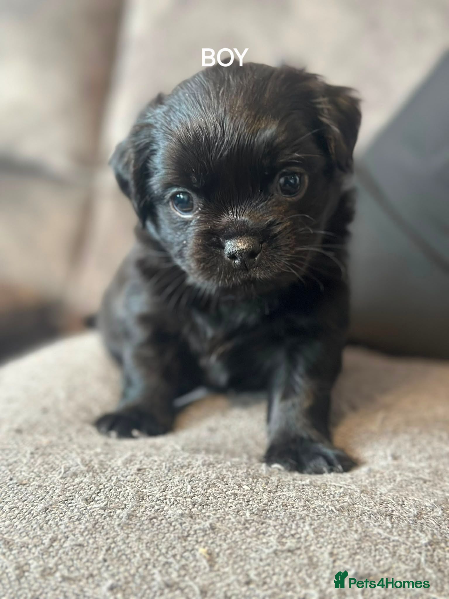 Jug dogs Pug/Cross puppies only 2 left Pug2/Pug3 both Boys  - Advert 1