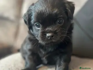 Jug dogs Pug/Cross puppies only 2 left Pug2/Pug3 both Boys - Advert 4