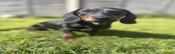 Miniature Dachshund dogs for sale: Miniature Dachshund  in Norwich - Advert 6