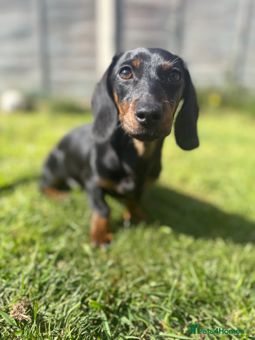 Miniature Dachshund dogs for sale: Miniature Dachshund  in Norwich - Advert 6