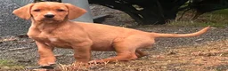 Springador dogs for sale: Adorable Springador puppies  - Advert 8