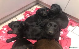 Mixed Breed dogs for sale: Rare black golden cocker puppies - Image 26