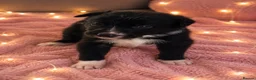 Border Collie dogs for sale: Meet your new best friend 🐾🥹 - Advert 6