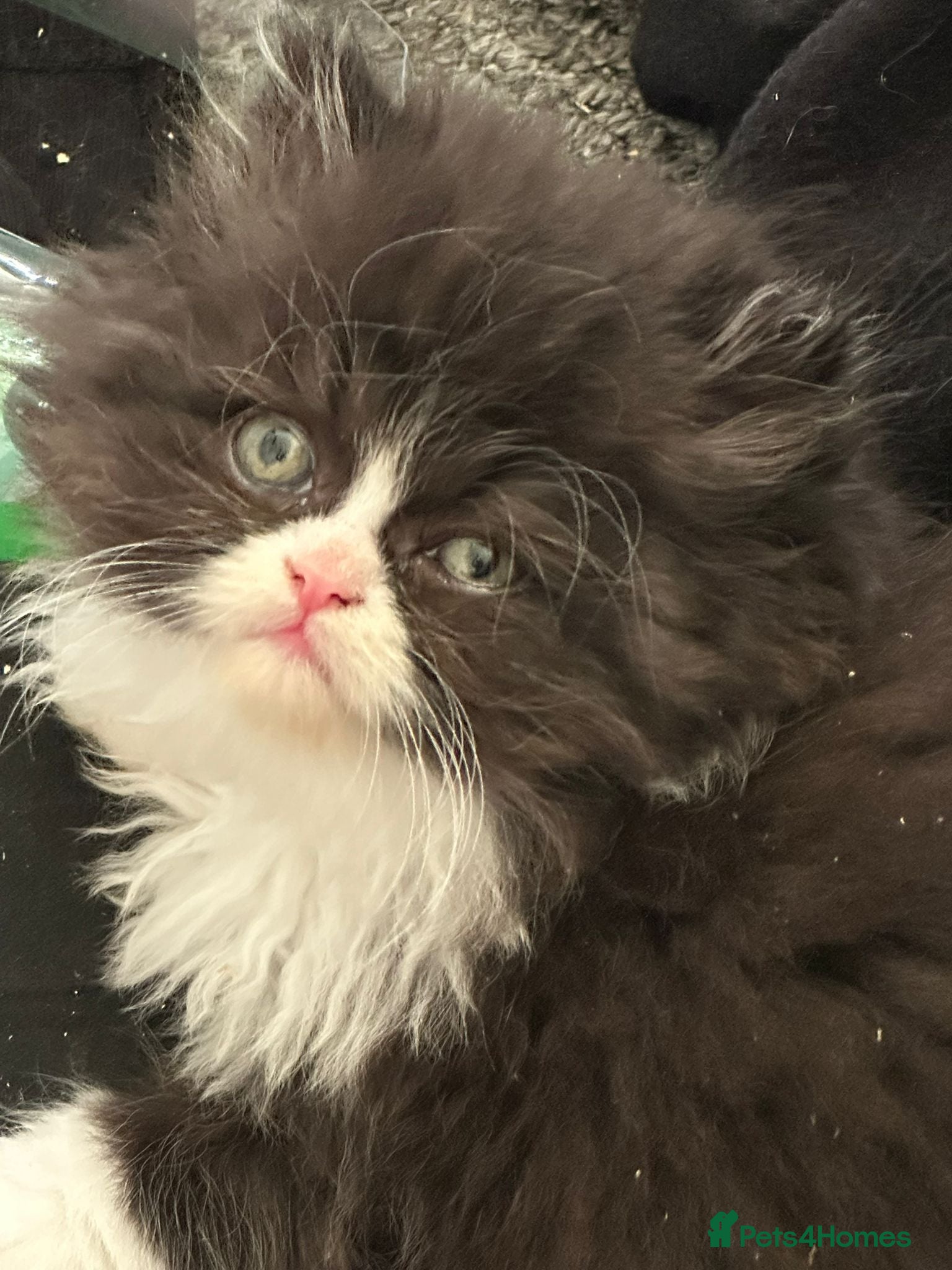 Persian cats for sale: Persian chinchilla  - Advert 21