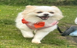Pomeranian dogs for sale: Gorgeous KCreg female Pomeranian  - Image 16