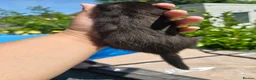 Ferret rodents for sale: 2 beautiful self black Ferret Kits - Advert 4