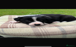 Border Collie dogs for sale: Border Collie - Image 25