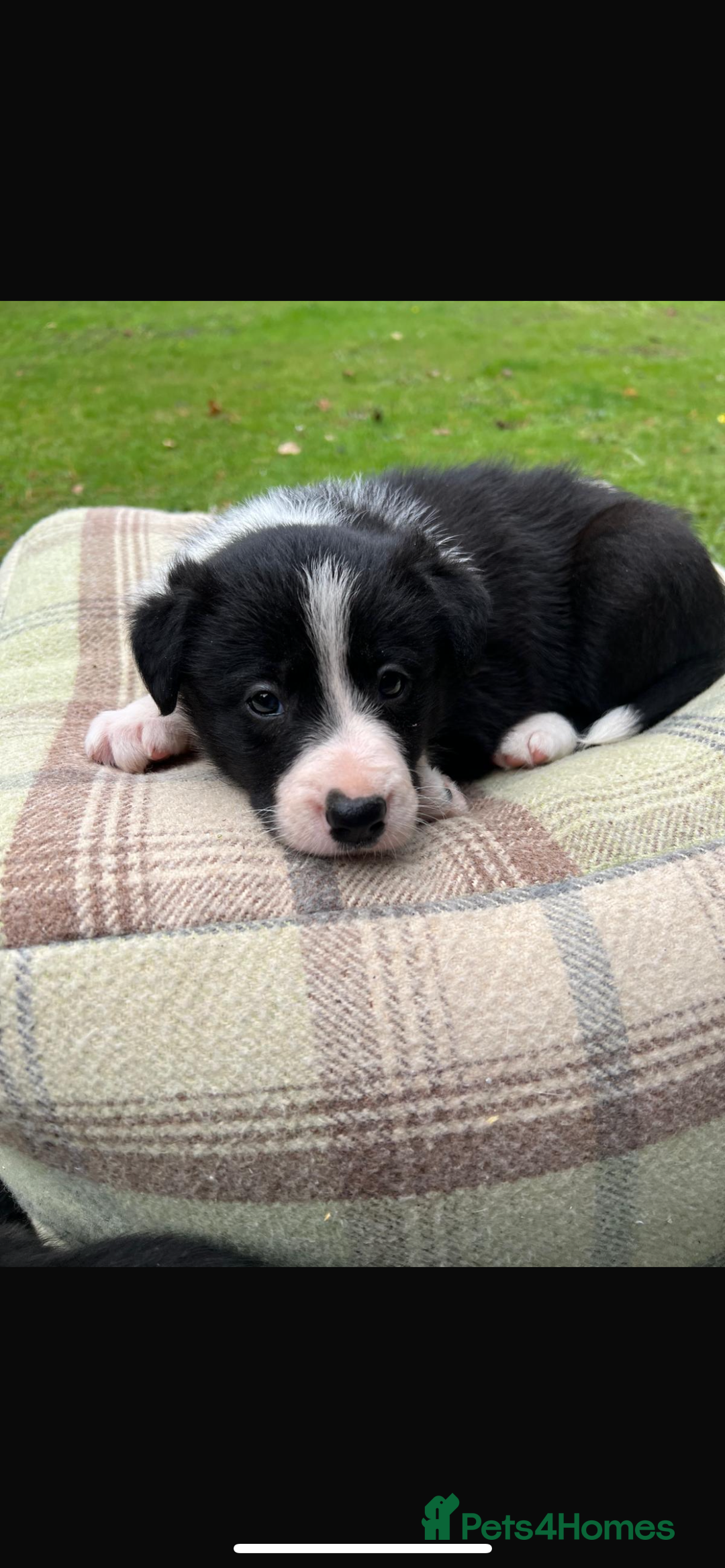 Border Collie dogs for sale: Border Collie - Image 25