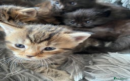 British Shorthair cats for sale: 3 Beautiful Kittens Left - Image 2