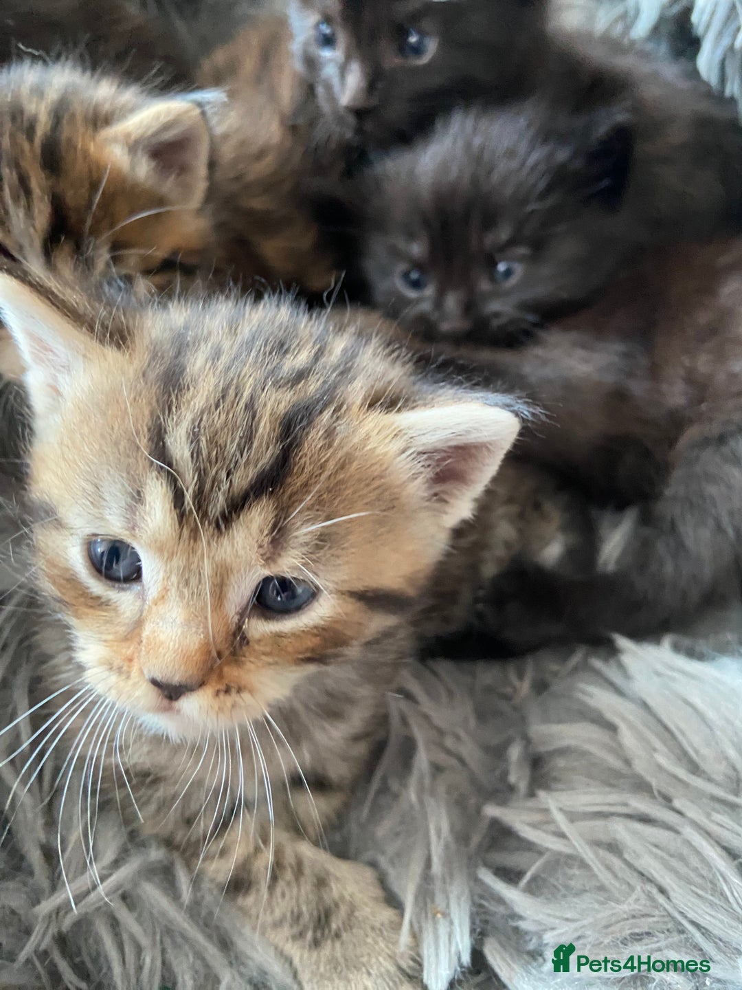 British Shorthair cats for sale: 3 Beautiful Kittens Left - Image 2
