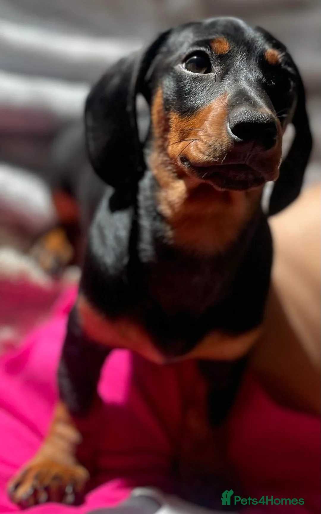 Miniature Dachshund dogs for sale: Miniature dachshund - Advert 10