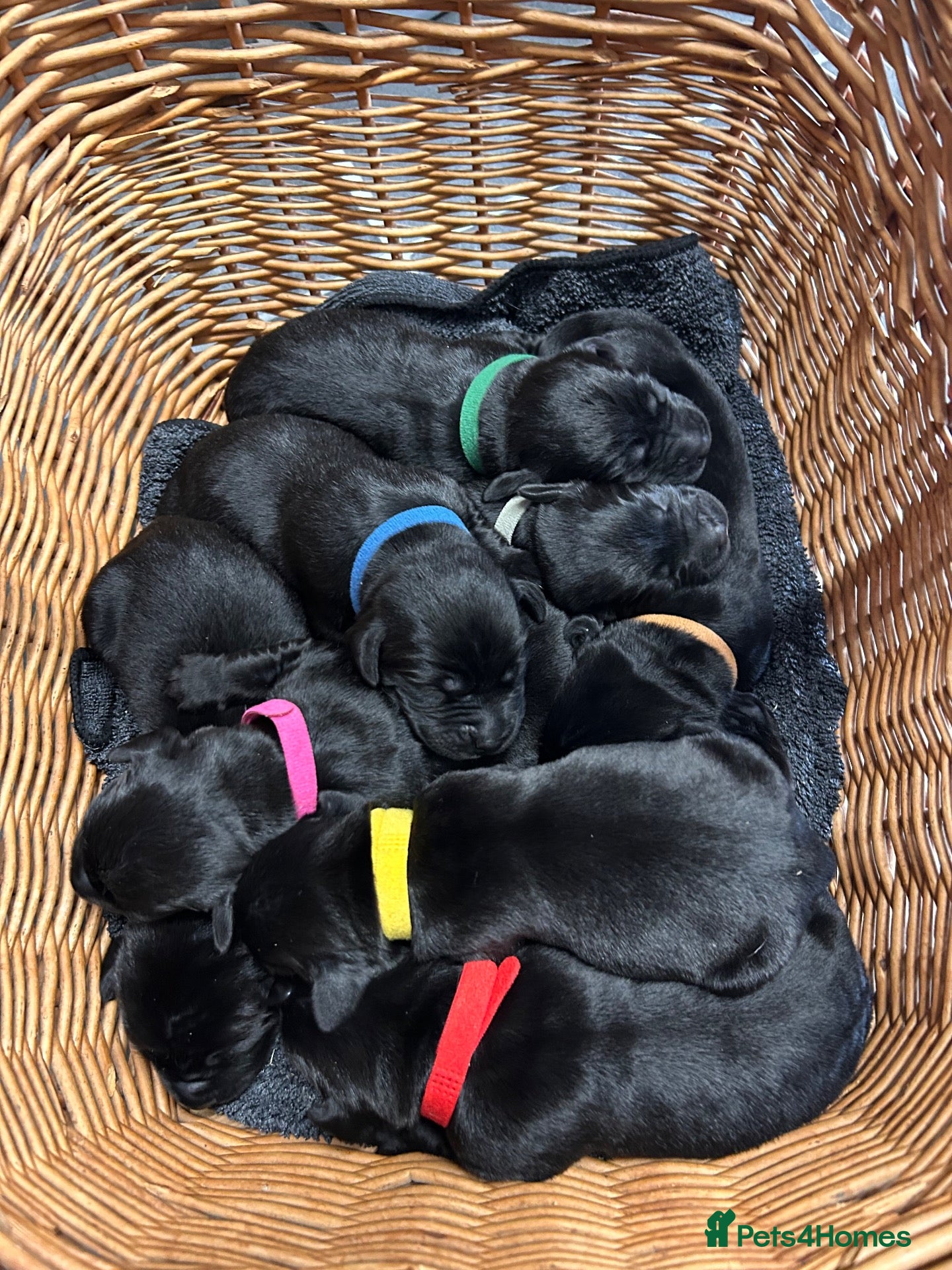 Labrador Retriever dogs for sale: Black Labrador Puppies KC Registered  - Advert 1