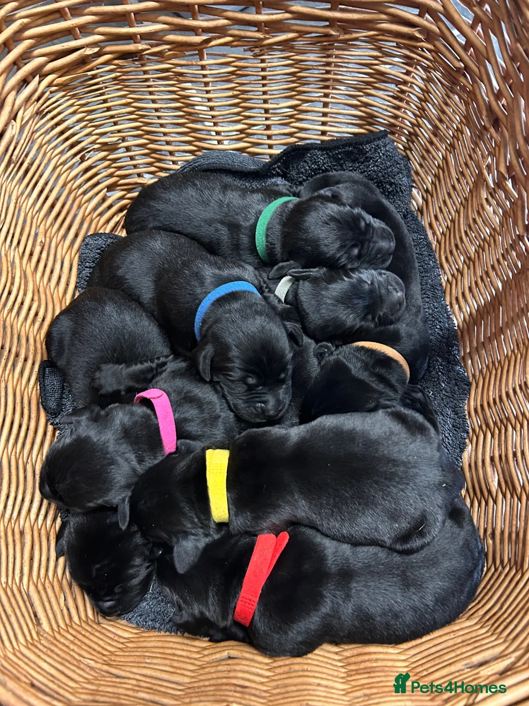 Labrador Retriever dogs for sale: Black Labrador Puppies KC Registered  - Advert 1
