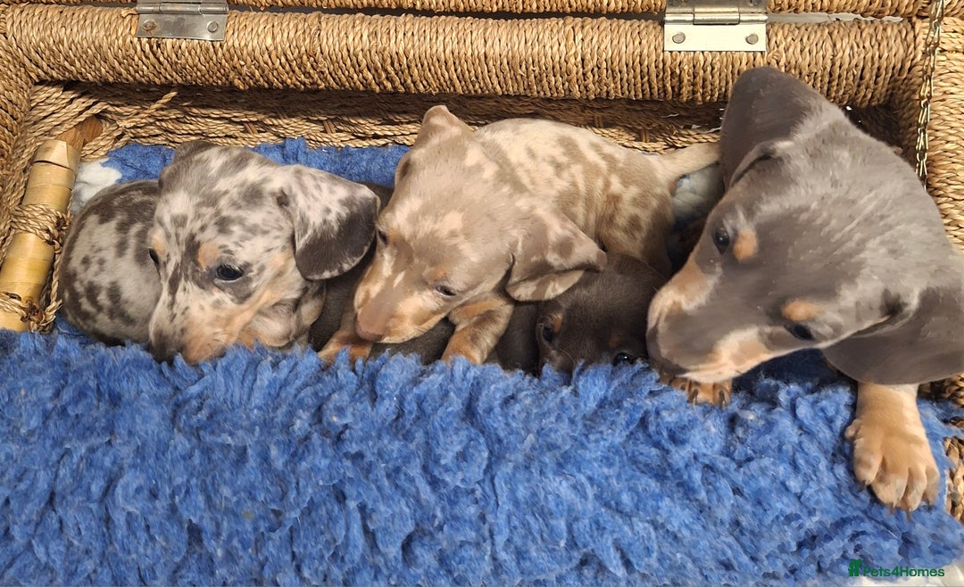 Miniature Dachshund dogs for sale: Minature Dachshund - Image 13