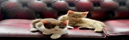 American Shorthair cats for sale: Beautiful Tabby Kittens Ready for Loving Homes - Advert 4